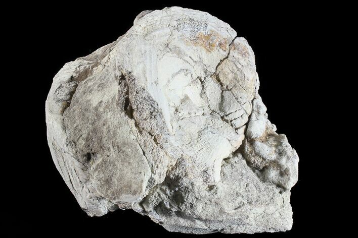 Fossil Titanothere (Megacerops) Vertebrae - South Dakota #73226